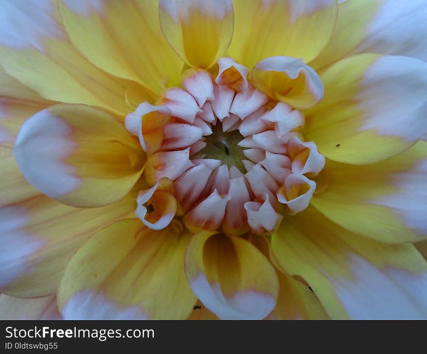 Flower, Yellow, Flora, Petal