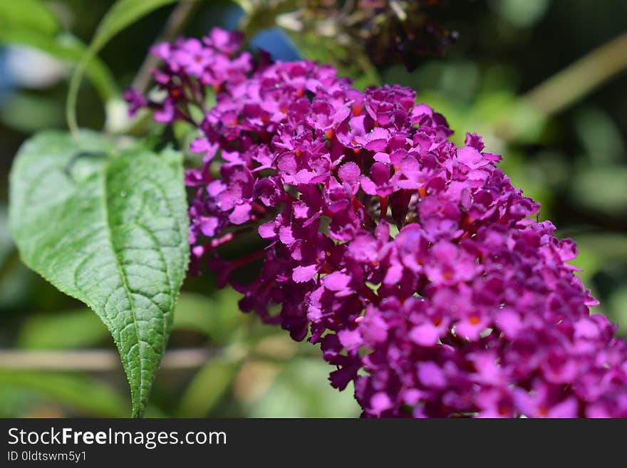 Flower, Purple, Plant, Lilac