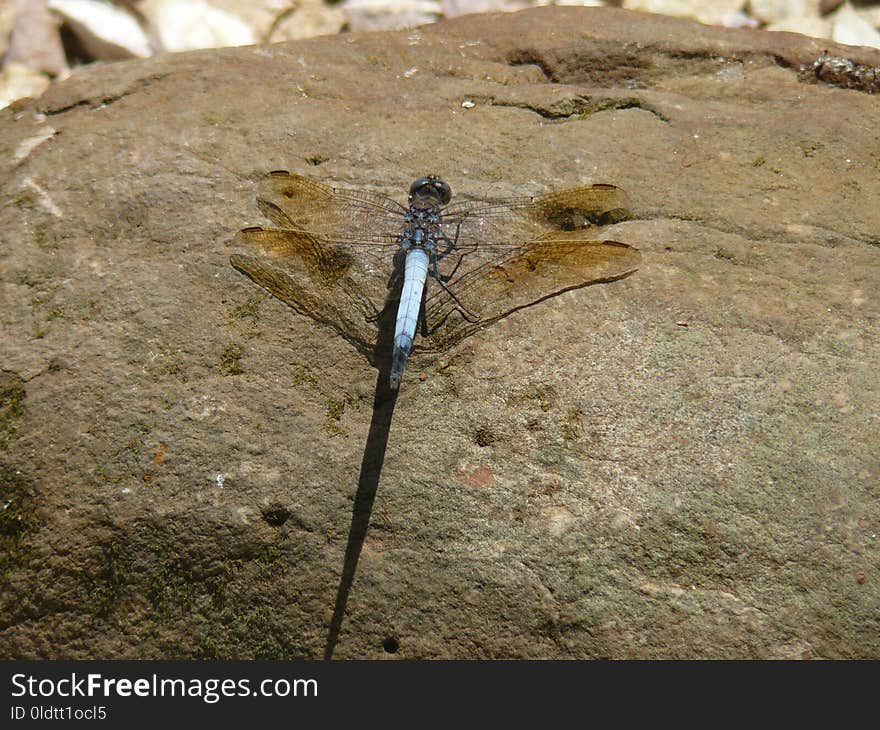 Fauna, Invertebrate, Insect, Dragonfly