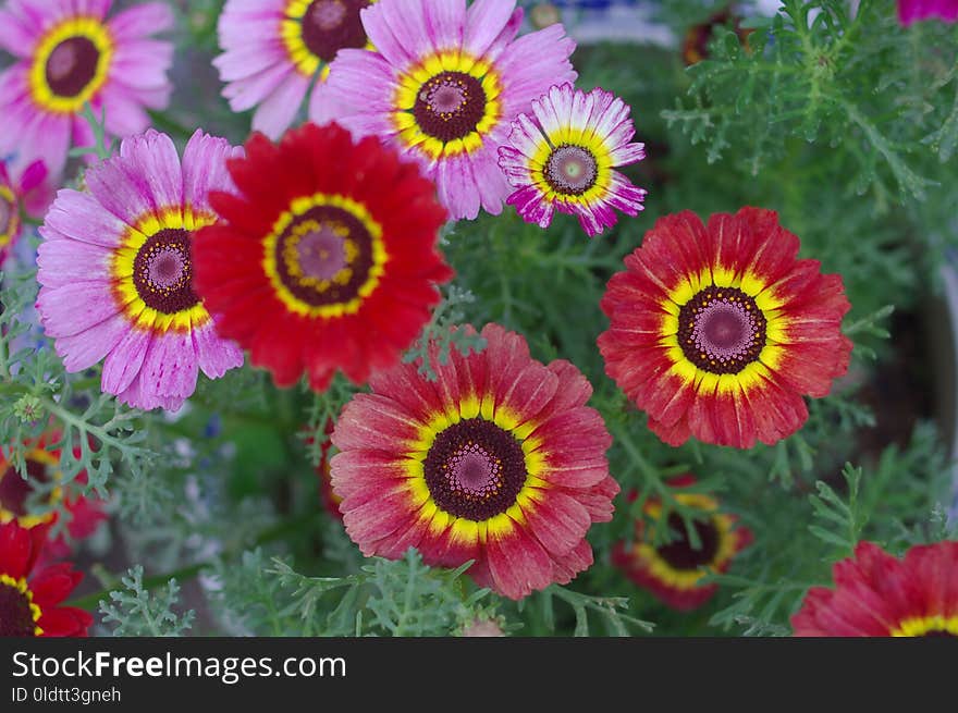 Flower, Flowering Plant, Purple, Petal