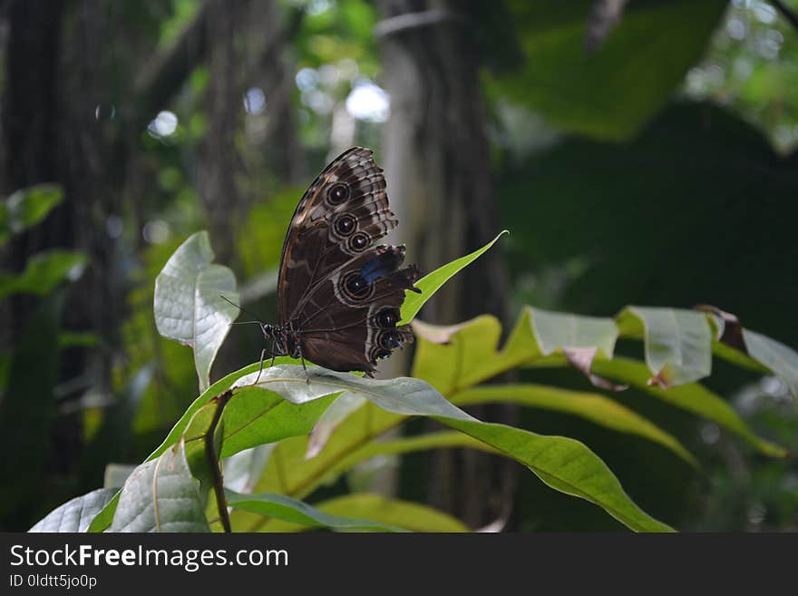 Insect, Butterfly, Moths And Butterflies, Vegetation