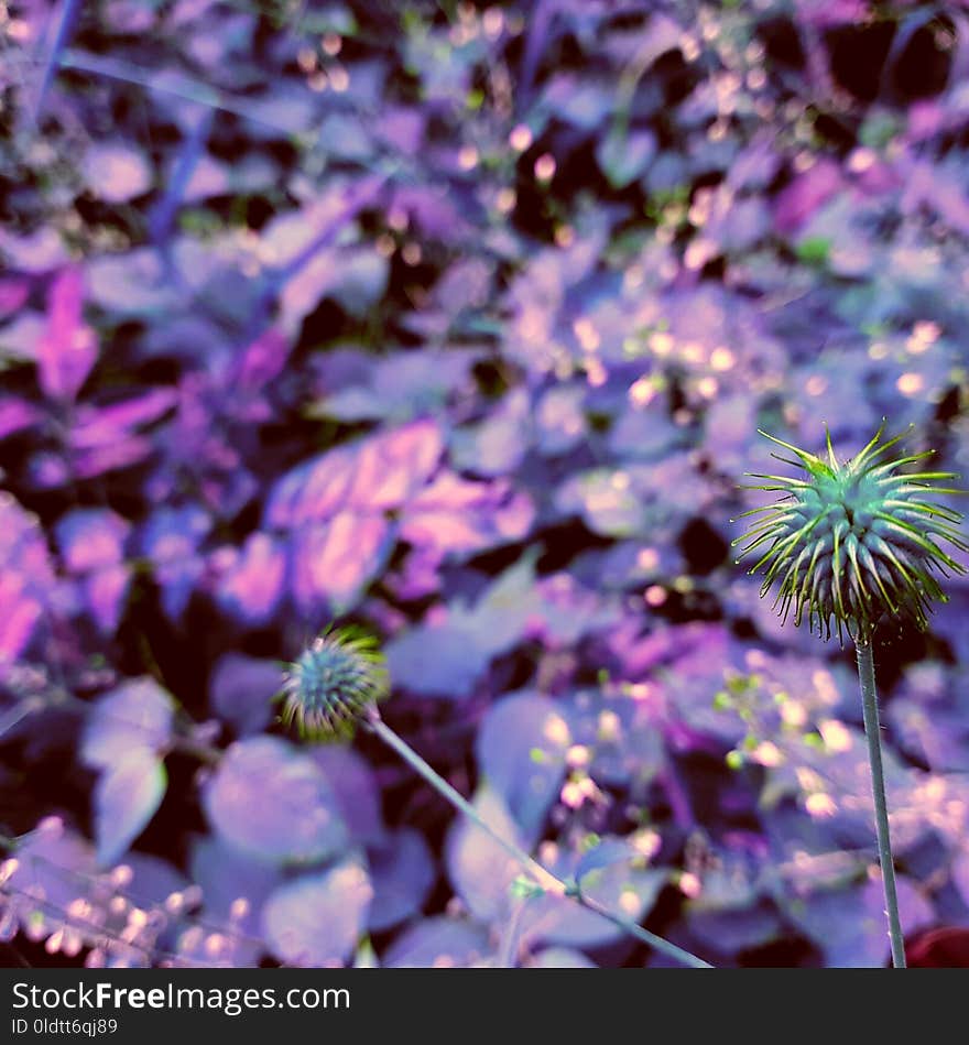 Flower, Purple, Plant, Flora