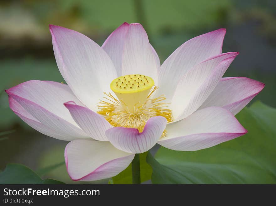 Flower, Lotus, Sacred Lotus, Plant