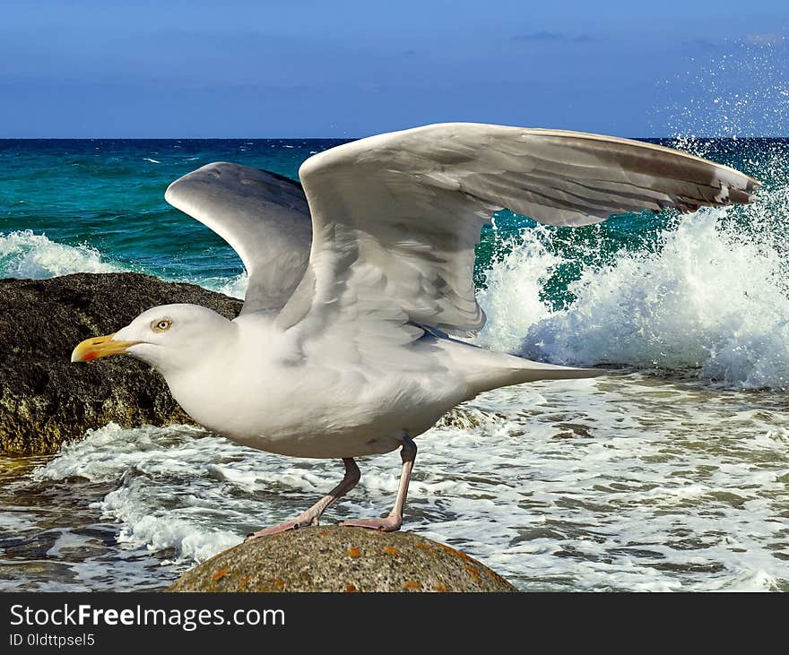 Bird, Gull, Seabird, European Herring Gull