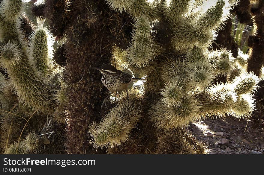 Vegetation, Plant, Cactus, Tree