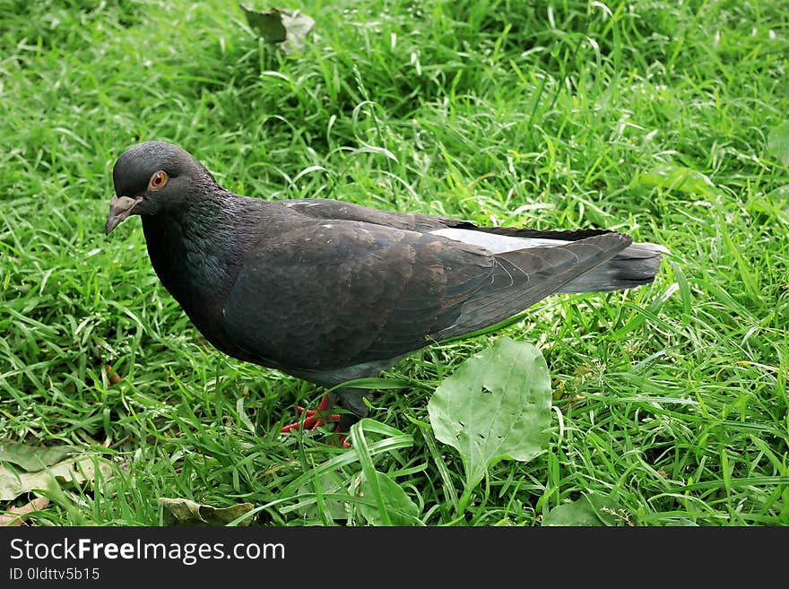 Bird, Fauna, Stock Dove, Beak