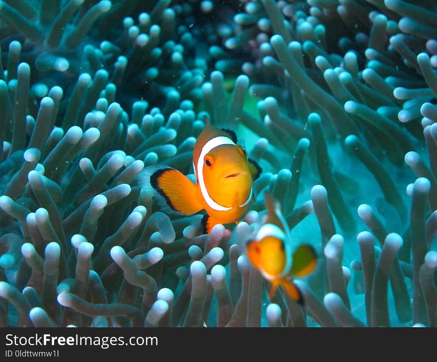 Pomacentridae, Fish, Coral Reef, Anemone Fish