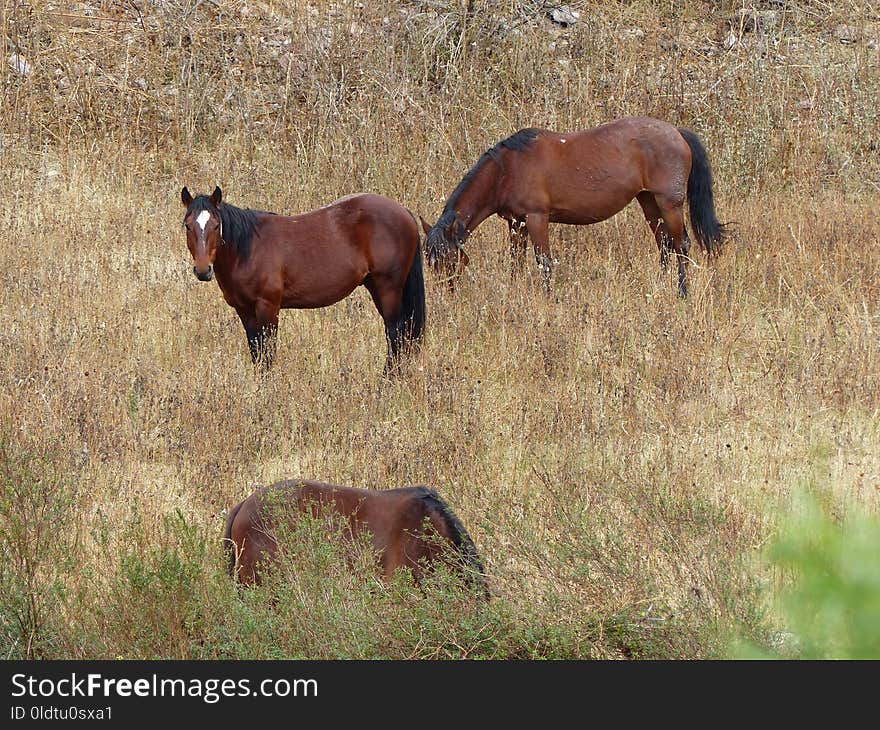 Horse, Ecosystem, Fauna, Wildlife