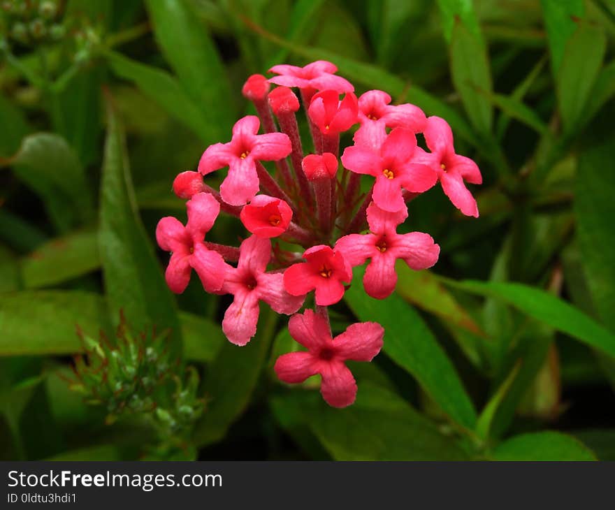 Plant, Flower, Flora, Flowering Plant