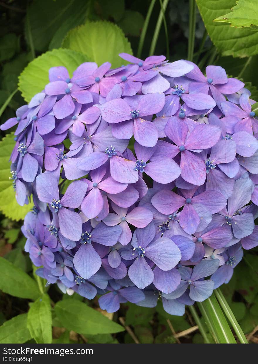 Flower, Blue, Plant, Hydrangea