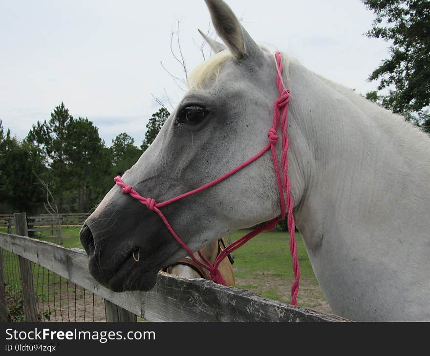 Halter, Bridle, Horse, Horse Tack