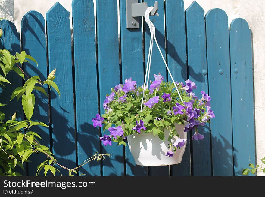 Flower, Purple, Plant, Flora