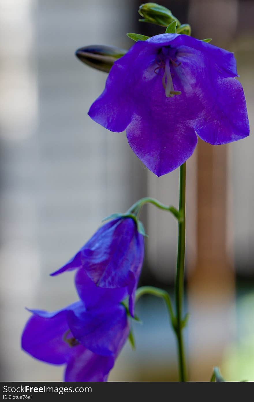 Blue, Flower, Violet, Flora