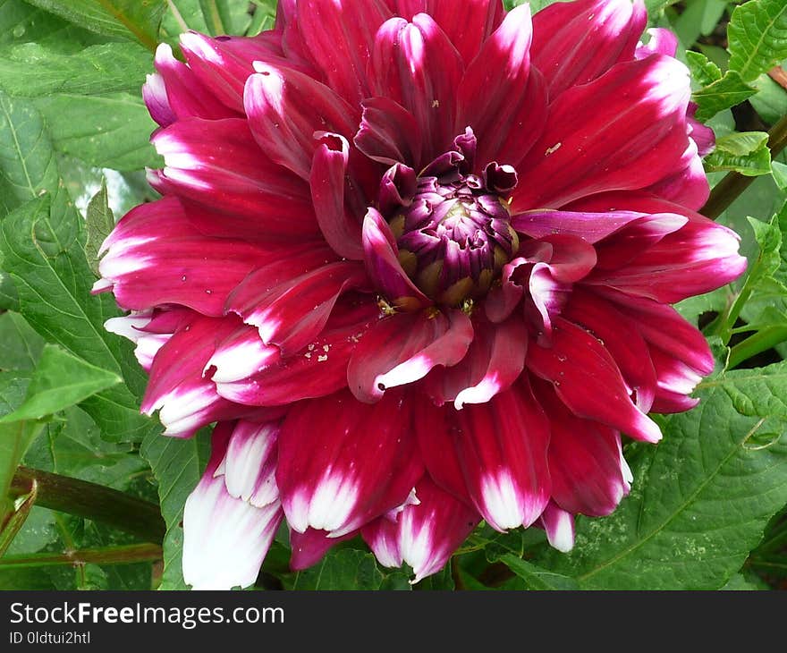 Flower, Plant, Flowering Plant, Dahlia