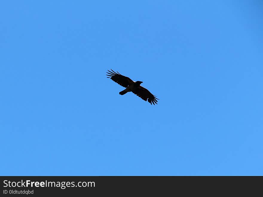 Bird, Eagle, Accipitriformes, Sky