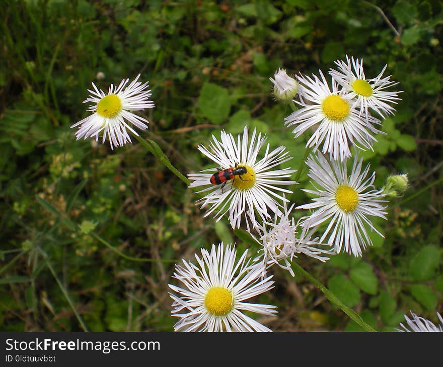 Flower, Flora, Plant, Aster