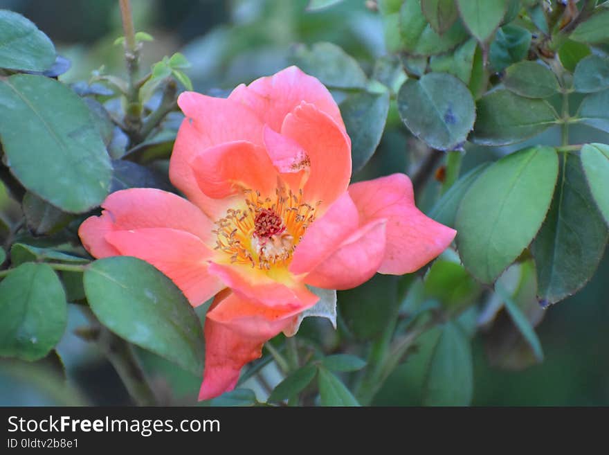 Flower, Plant, Flowering Plant, Rose Family