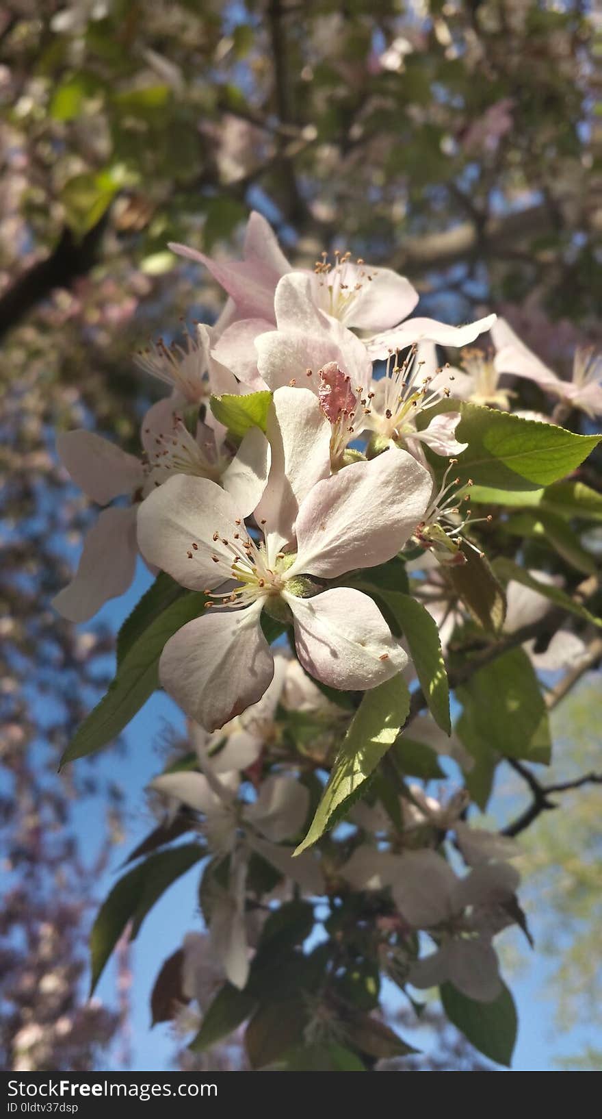 Plant, Flora, Spring, Blossom