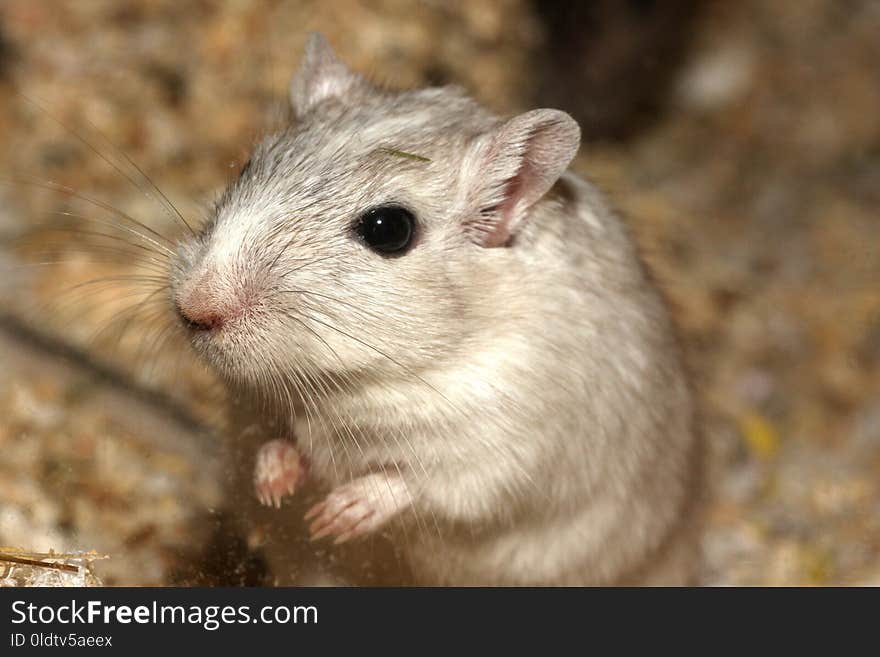 Gerbil, Mouse, Muridae, Fauna