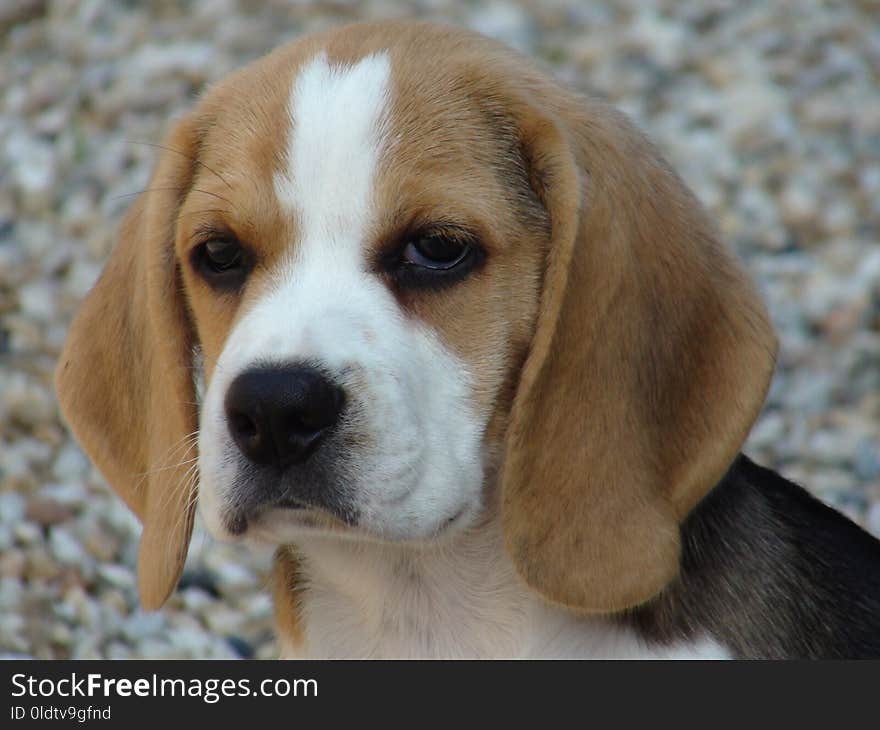 Beagle, Dog, Dog Breed, Dog Like Mammal