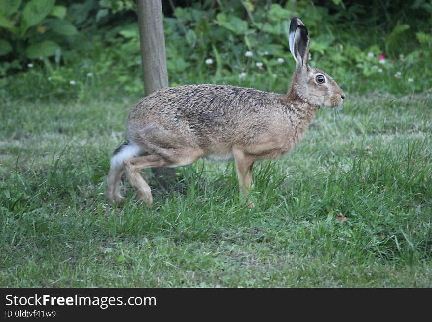 Fauna, Mammal, Wildlife, Hare