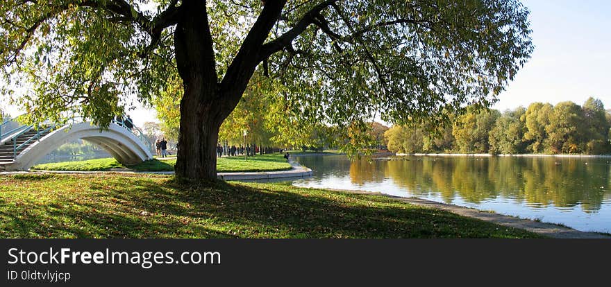 Waterway, Water, Tree, Reflection