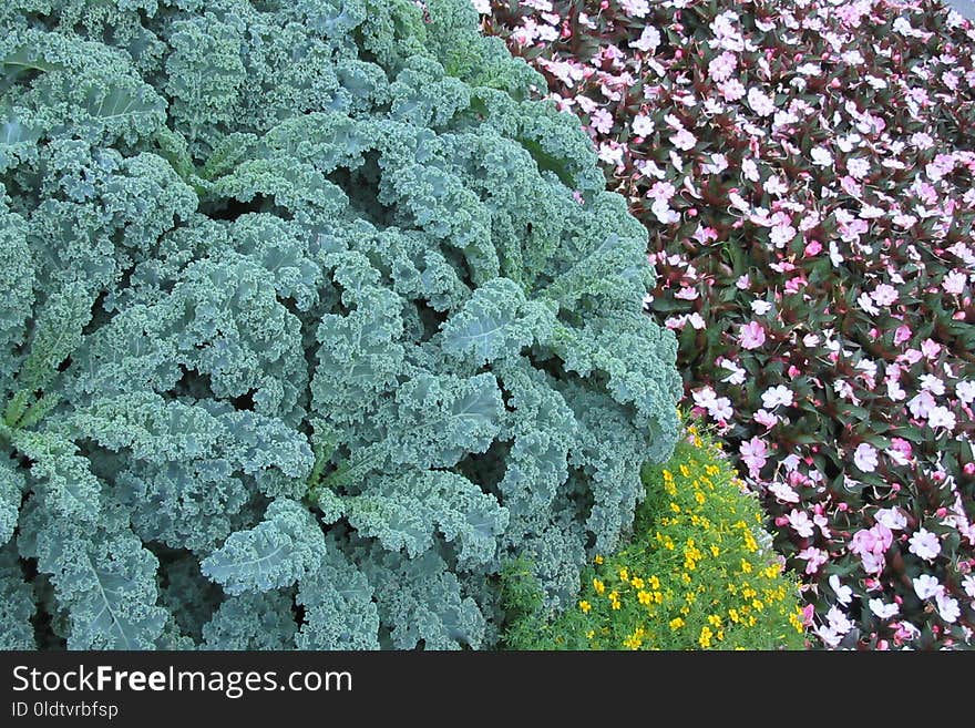 Flower, Plant, Flora, Groundcover