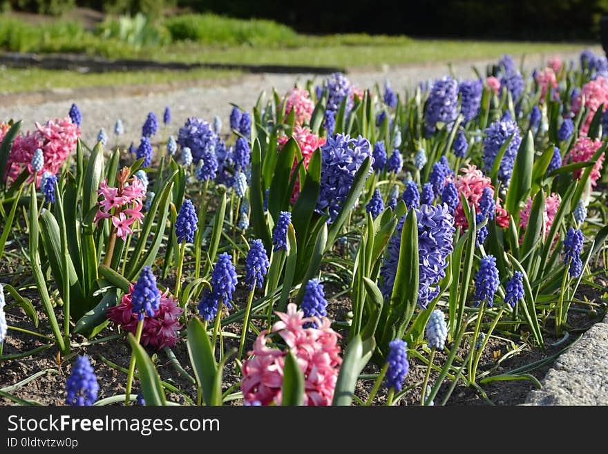 Plant, Flower, Flowering Plant, Hyacinth