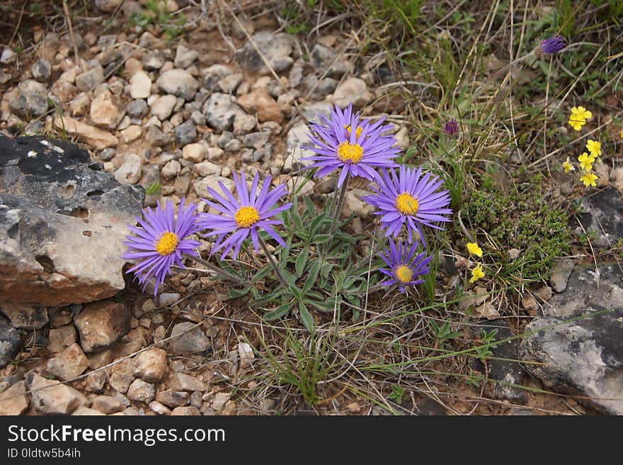 Flower, Plant, Flora, Purple