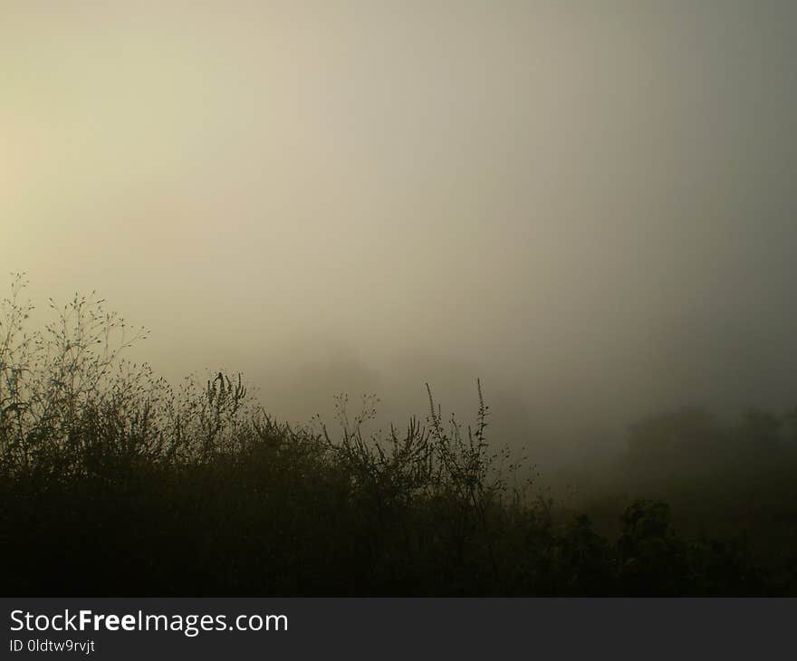 Fog, Mist, Sky, Atmosphere