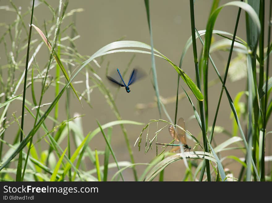 Plant, Grass, Flora, Fauna