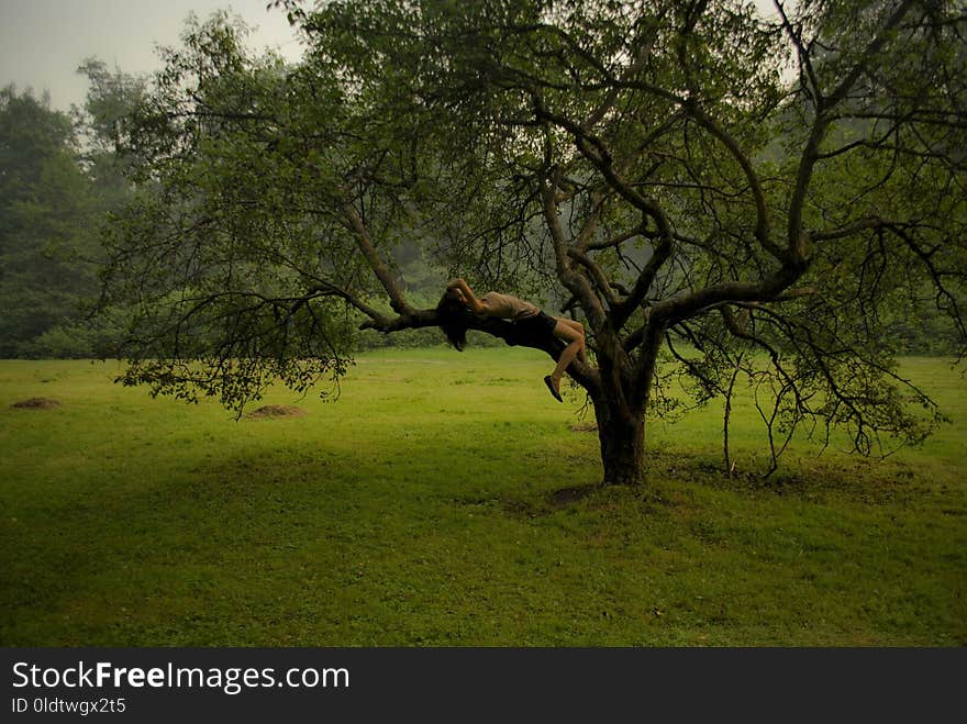 Tree, Nature, Vegetation, Grassland