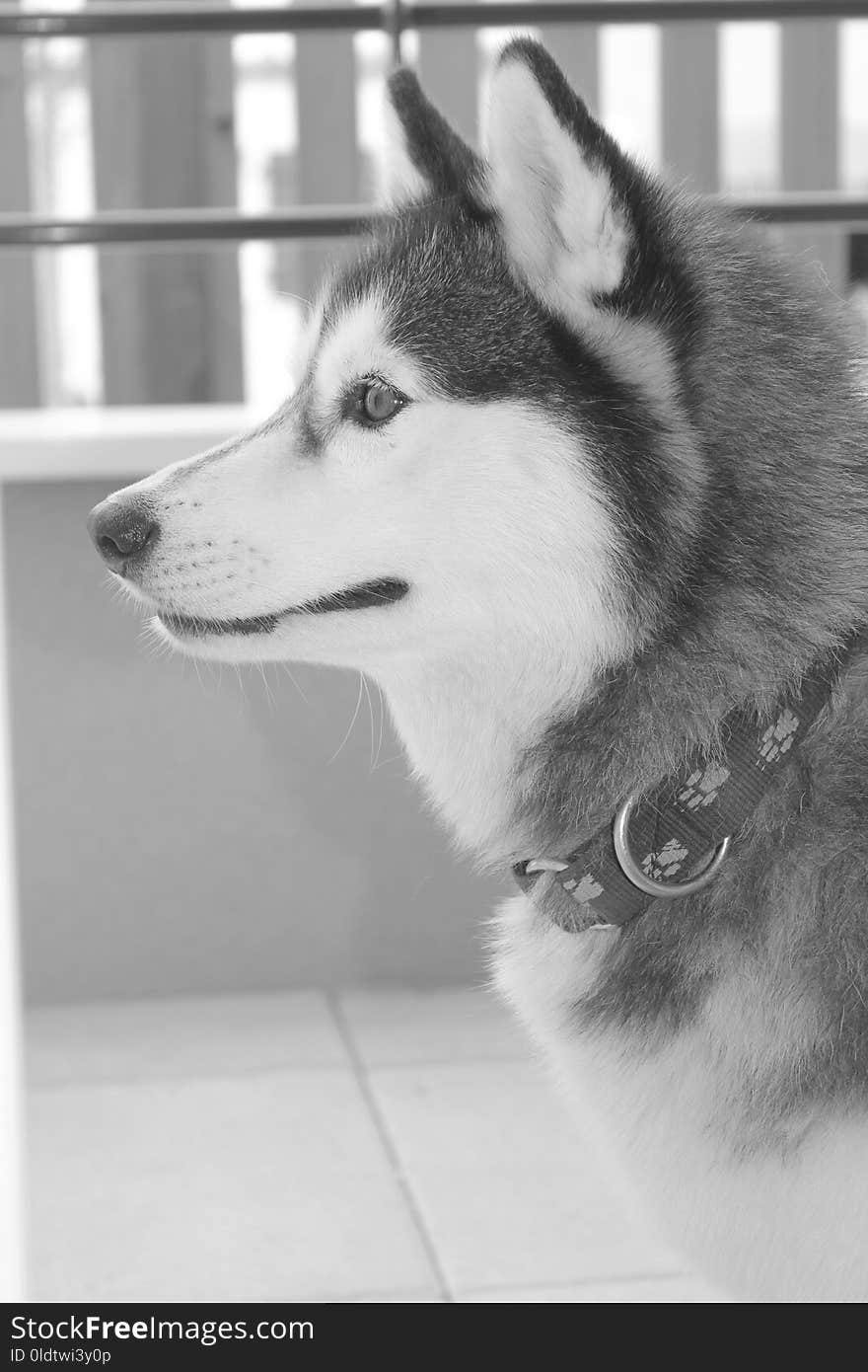 Dog Like Mammal, Dog, Siberian Husky, Black And White