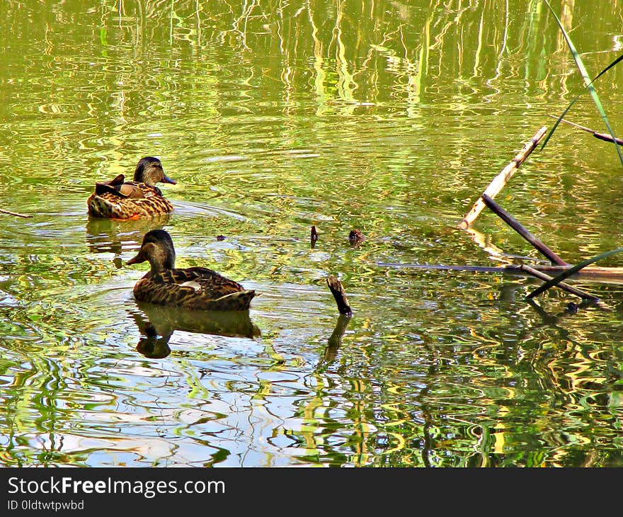 Bird, Duck, Water, Reflection