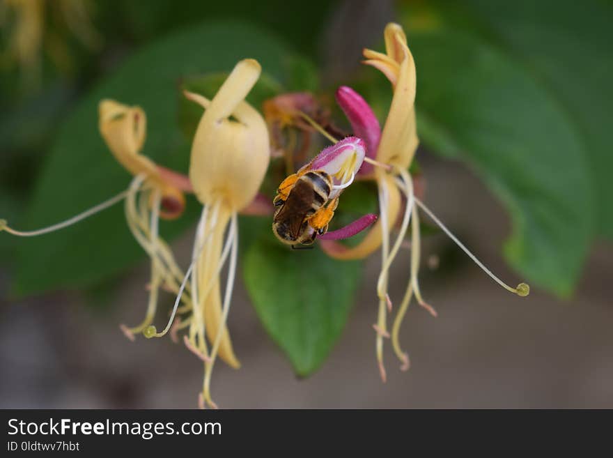 Flora, Insect, Flower, Bee