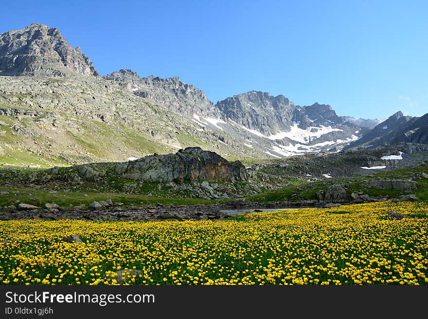 Wilderness, Vegetation, Mount Scenery, Wildflower