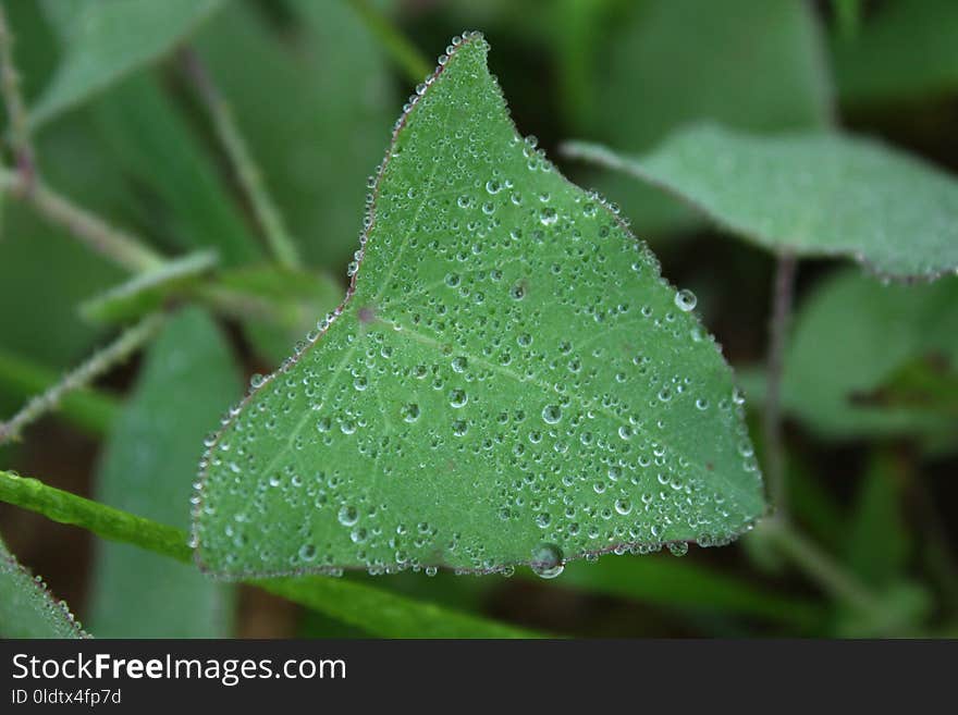 Water, Leaf, Dew, Moisture