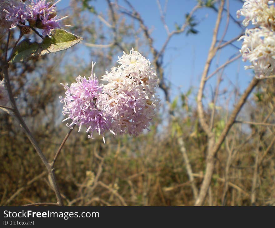 Flora, Plant, Flower, Spring