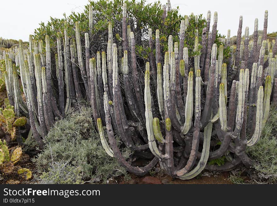 Plant, Vegetation, Cactus, Ecosystem