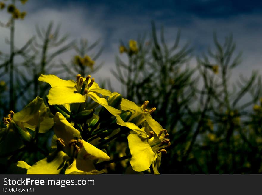 Yellow, Flower, Flora, Plant