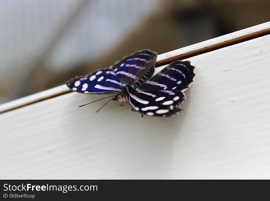 Insect, Moths And Butterflies, Invertebrate, Butterfly