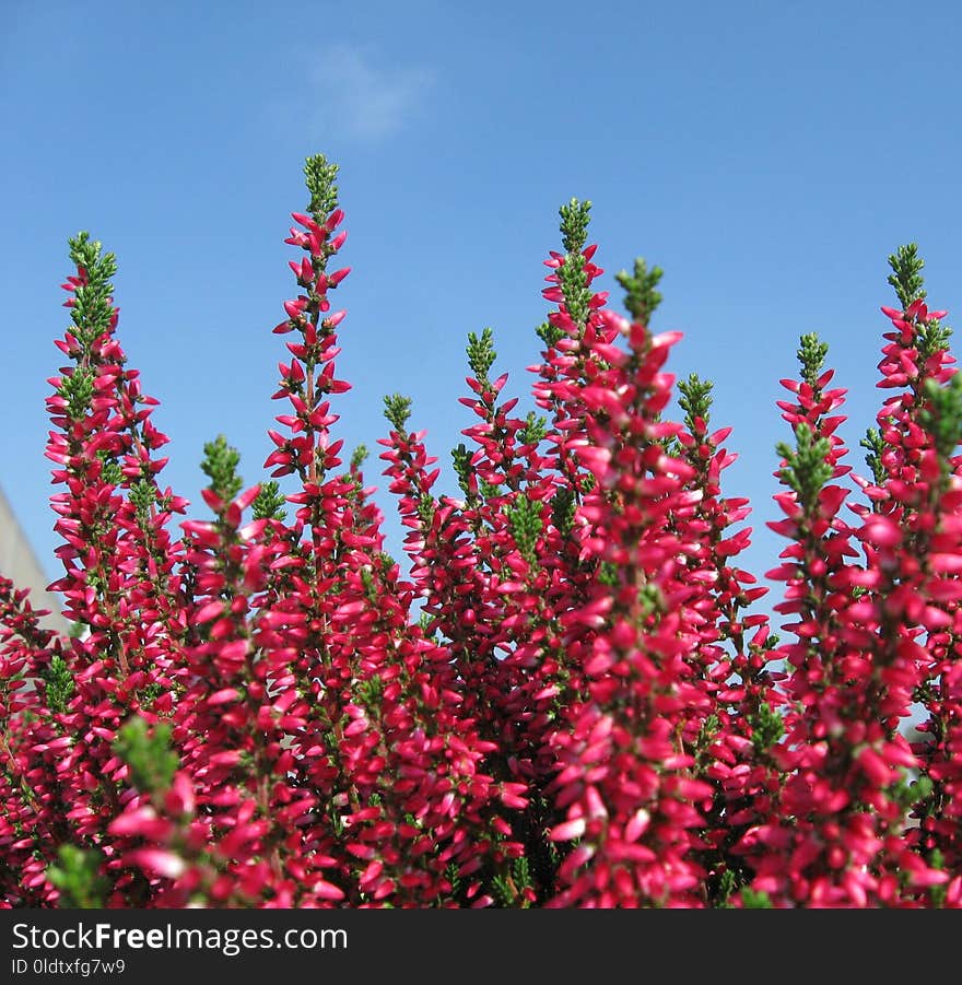 Plant, Flower, Digitalis, Shrub