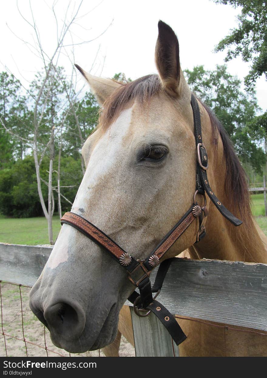 Halter, Horse, Bridle, Horse Tack