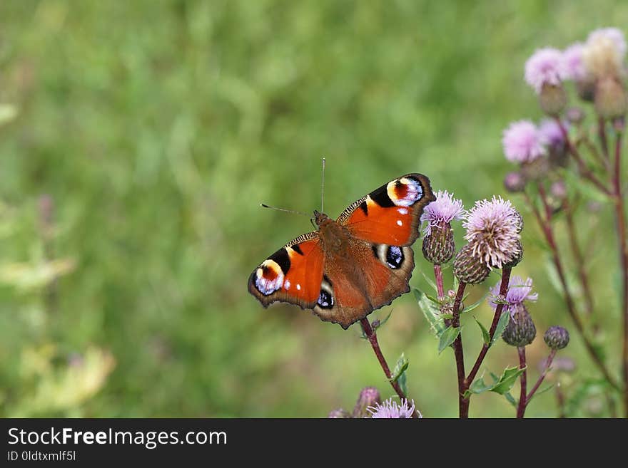 Butterfly, Insect, Moths And Butterflies, Brush Footed Butterfly