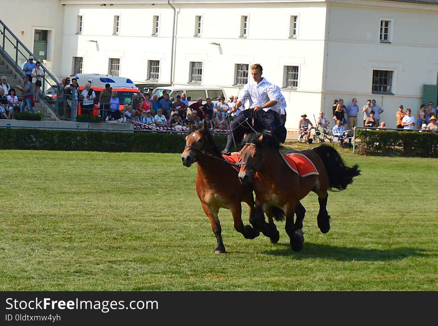 Horse, Equestrianism, Jockey, Horse Like Mammal