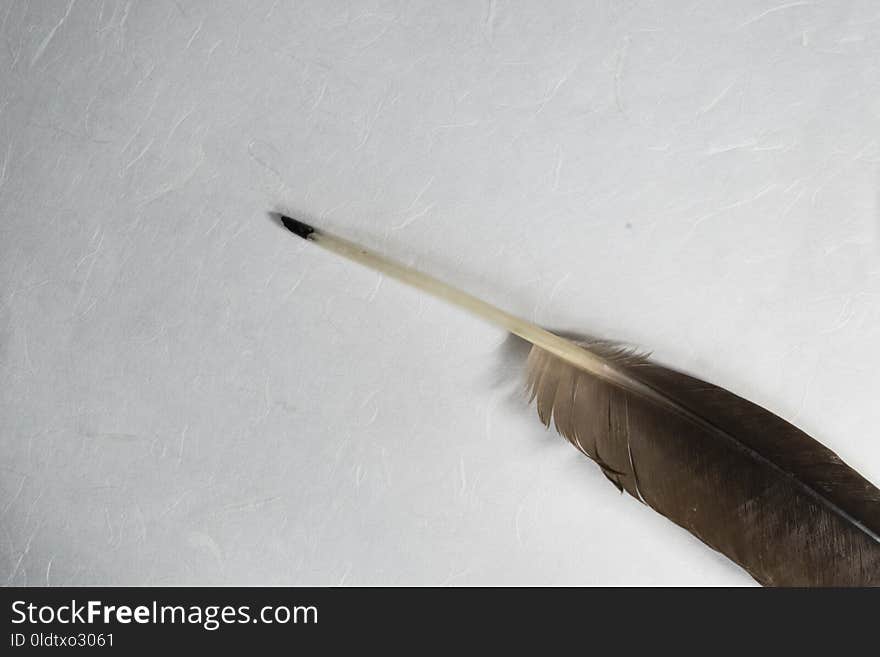 Feather, Pen, Quill