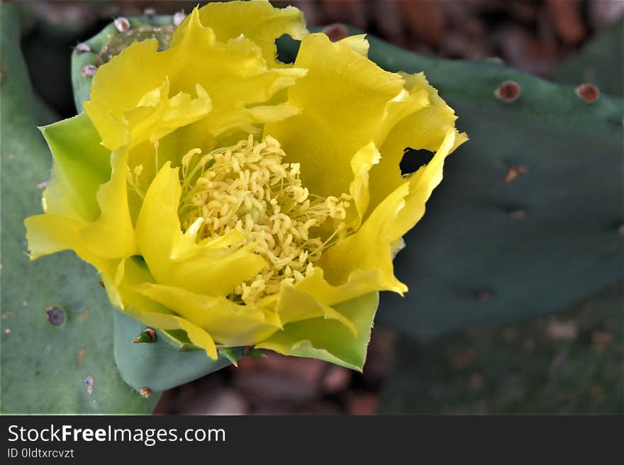 Yellow, Prickly Pear, Eastern Prickly Pear, Plant