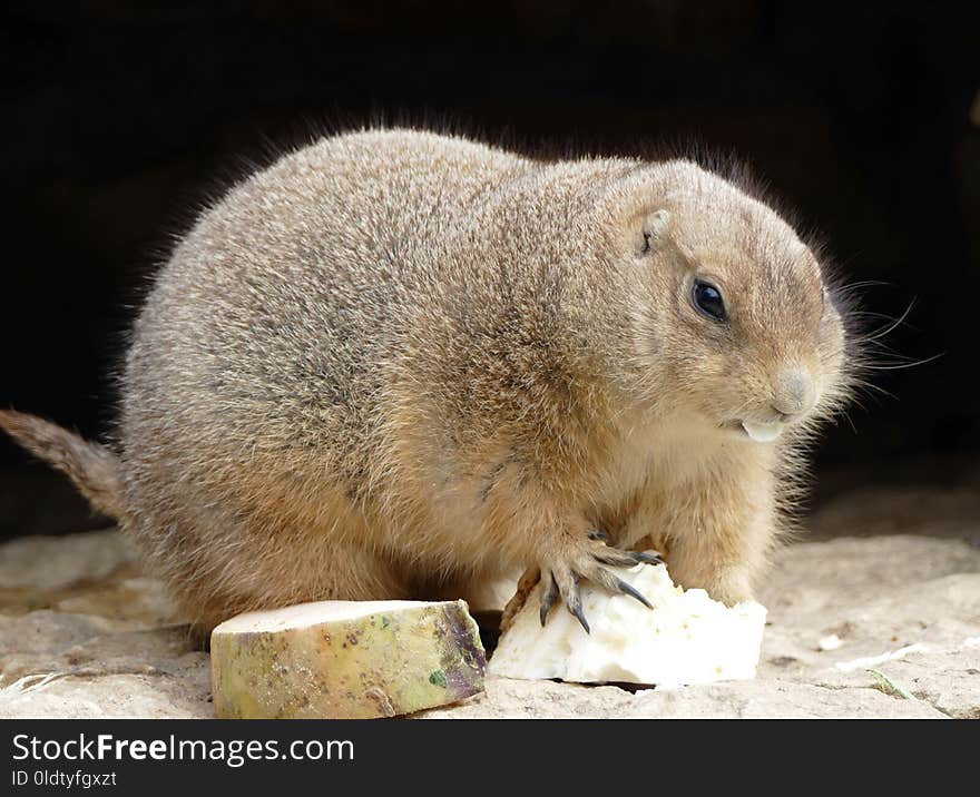 Fauna, Mammal, Prairie Dog, Rodent