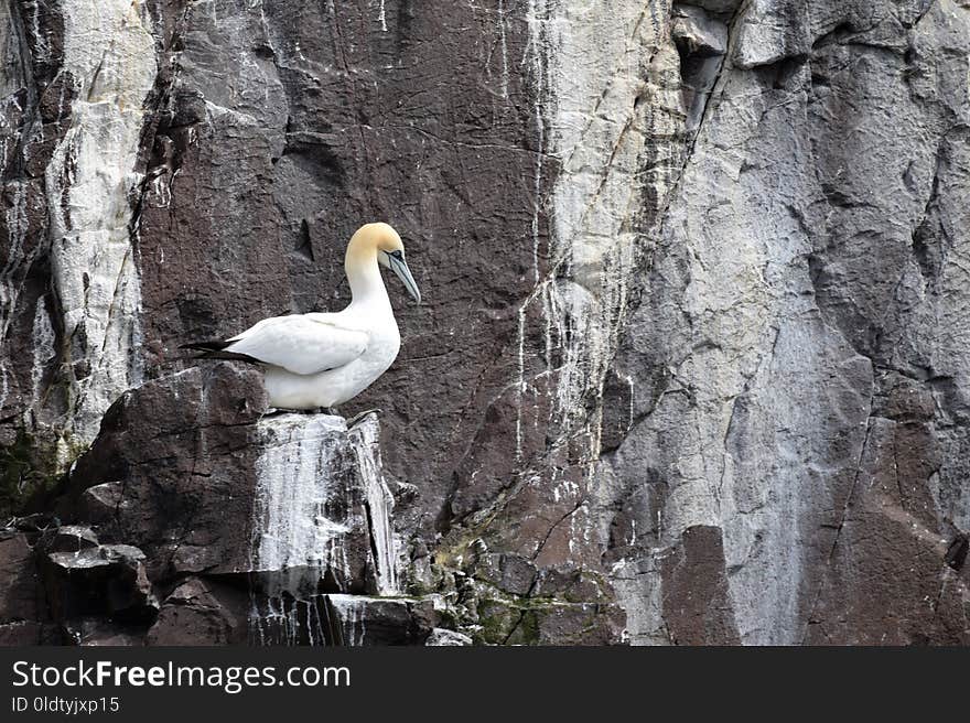 Bird, Fauna, Beak, Water Bird