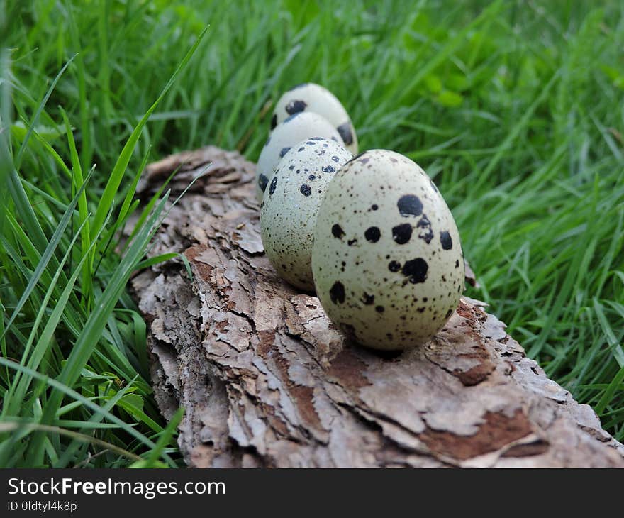 Grass, Organism, Bird, Beak